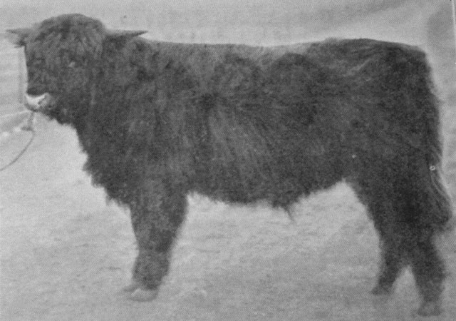 Colkitto (3422) – Sire of Prionnsa Bhuidhe 2nd of Kilchamaig (3795)