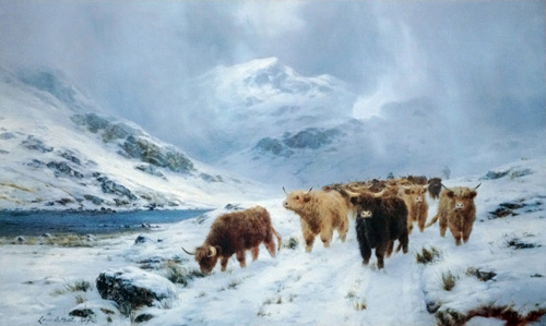 Highland Cattle Colours